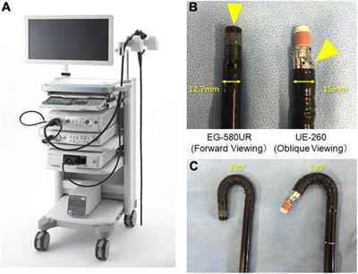 New Screening System Using Forward-Viewing Radial Endoscopic Ultrasound and Magnetic Resonance Imaging for High-Risk Individuals With Familial History of Pancreatic Cancer